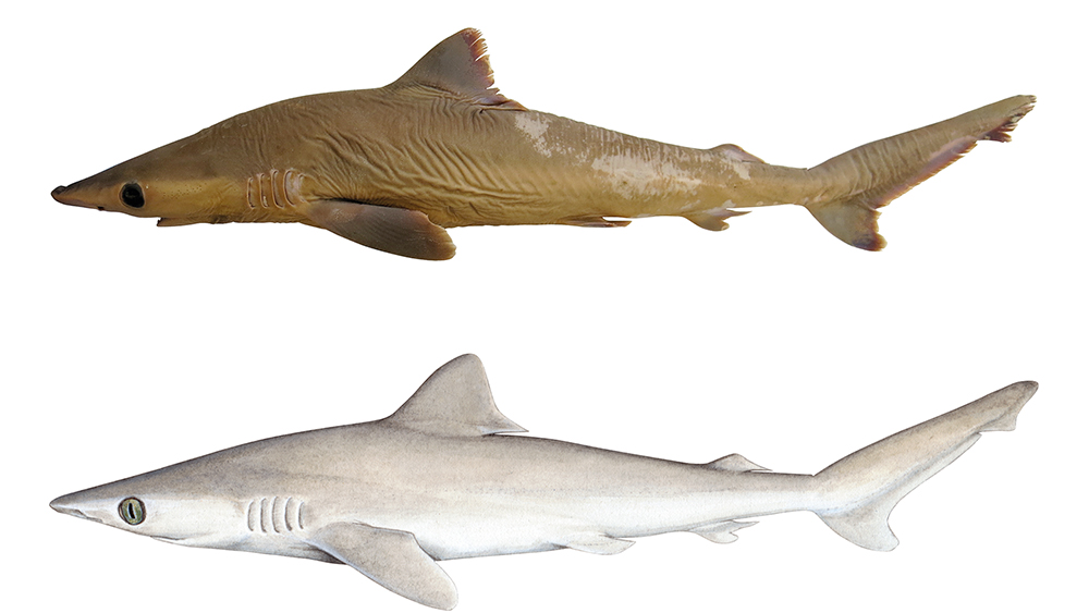 New Shark Species Is Still a Shark The Institute for Creation Research